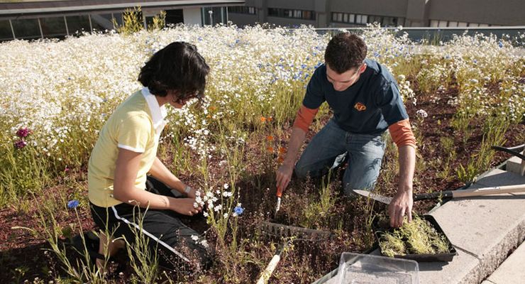 Your Green Home: Investing in a Green Roof