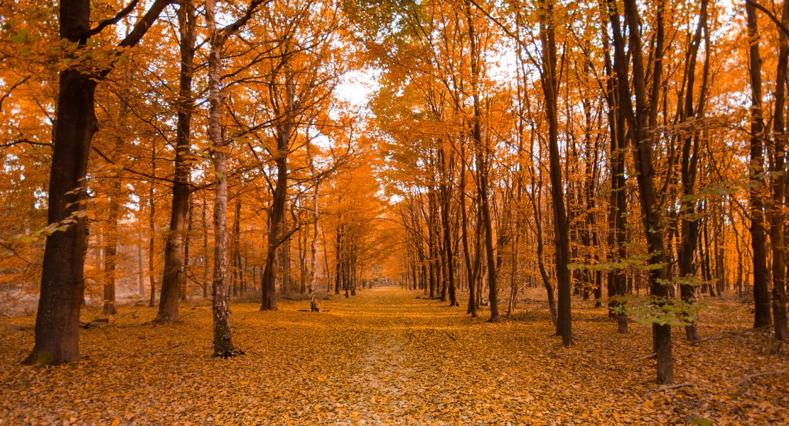 Top 10 Fall Activities in Toronto